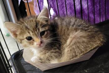 Rescue Domestic Short Hair Cats for Adoption in Greenbelt, Maryland - Alexie | PetCurious