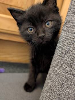 Stiletto -  Domestic Short Hair Cat for Adoption in Westfield, Wisconsin - Stiletto | PetCurious