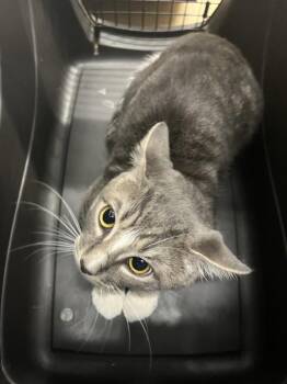 Domestic Short Hair Cats Available for Adoption in Derwood, Maryland - SCRAPPER | PetCurious