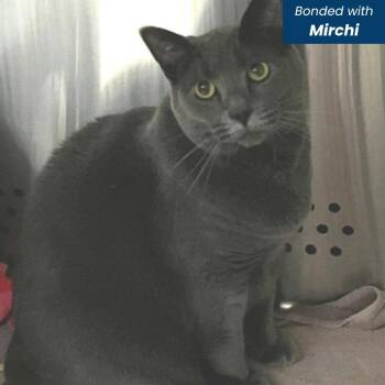 Jaggery -  Domestic Short Hair Cat for Adoption in Baltimore, Maryland - Jaggery | PetCurious