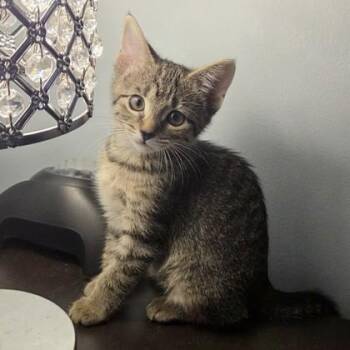 Layla -  Domestic Short Hair Cat for Adoption in Wheaton, Illinois - Layla | PetCurious