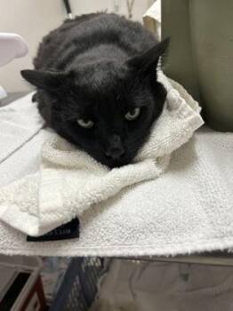 Domestic Medium Hair Cats Available for Adoption in Sacramento, California - Licorice  | PetCurious