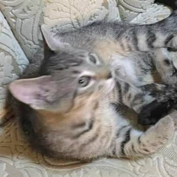 Rescue American Shorthair Cats for Adoption in Blue Earth, Minnesota - Gatsby | PetCurious