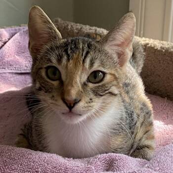 Rescue Domestic Short Hair Cats for Adoption in Los Angeles, California - Clove | PetCurious