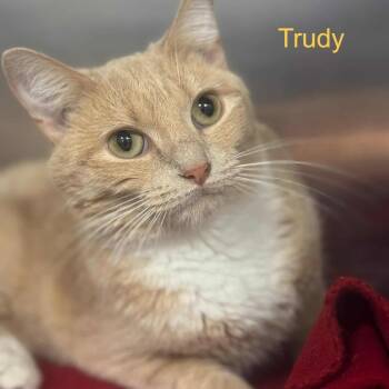 Rescue Domestic Short Hair Cats for Adoption in Williston, Florida - Trudy | PetCurious