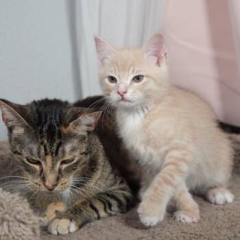 Domestic Short Hair Cats Available for Adoption in Port Richey, Florida - Rosie | PetCurious