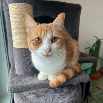 Rescue Domestic Short Hair Cats for Adoption in Gibsonia, Pennsylvania - Selina Kyle | PetCurious