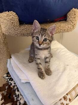 LEO -  Domestic Short Hair Cat for Adoption in Tustin, California - LEO | PetCurious