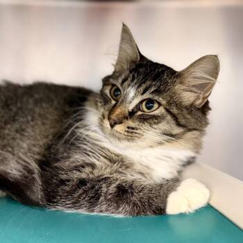 Anette -  Domestic Medium Hair Cat for Adoption in Stafford Township, New Jersey - Anette | PetCurious