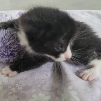 Sabin -  Domestic Short Hair Cat for Adoption in Redmond, Washington - Sabin | PetCurious