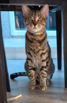 Speedy -  Tabby Cat for Adoption in Laguna Woods, California - Speedy | PetCurious