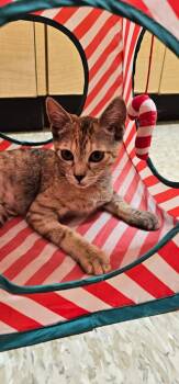 Paige -  Tortoiseshell Cat for Adoption in Burnaby, British Columbia - Paige | PetCurious