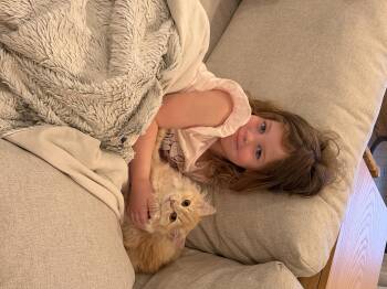 Tor -  Ragdoll Cat for Adoption in Brampton, Ontario - Tor | PetCurious