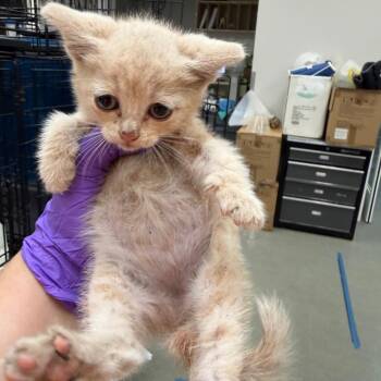 Kimchi -  Domestic Short Hair Cat for Adoption in Westminster, California - Kimchi | PetCurious