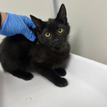 Domestic Short Hair Cats Available for Adoption in Concord, North Carolina - Anastasia | PetCurious