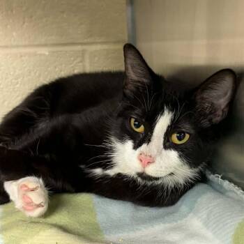 Domestic Short Hair Cats Available for Adoption - Circe | PetCurious