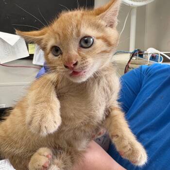 Nutty Buddy -  Domestic Short Hair Cat for Adoption in Columbiana, Alabama - Nutty Buddy | PetCurious