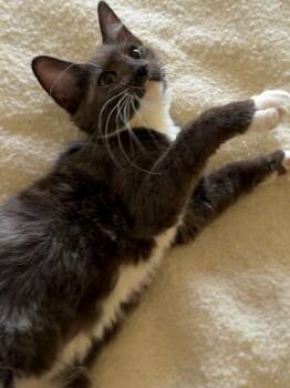 Jolly -  Domestic Medium Hair Cat for Adoption in Parlier, California - Jolly | PetCurious