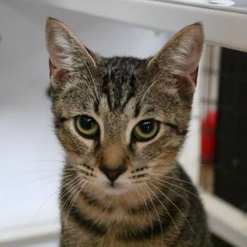 Stuart -  Domestic Short Hair Cat for Adoption in Sarasota, Florida - Stuart | PetCurious