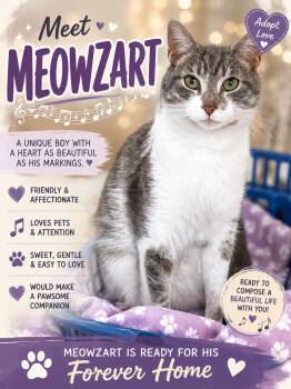 Meowzart (FCID# 06/01/2026 - 46 Trainer) -  Tabby Cat for Adoption in Greenville, Delaware - Meowzart (FCID# 06/01/2026 - 46 Trainer) | PetCurious