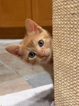 Tino -  Tabby Cat for Adoption in Austin, Texas - Tino | PetCurious