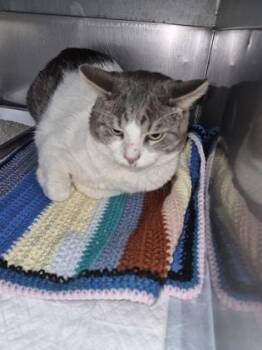 Domestic Short Hair Cats Available for Adoption in Simcoe, Ontario - Koin | PetCurious