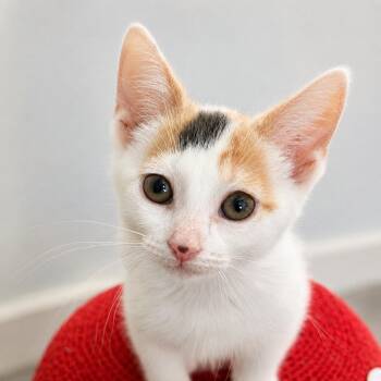 Sparkler -  Domestic Short Hair Cat for Adoption in Pontiac, Michigan - Sparkler | PetCurious