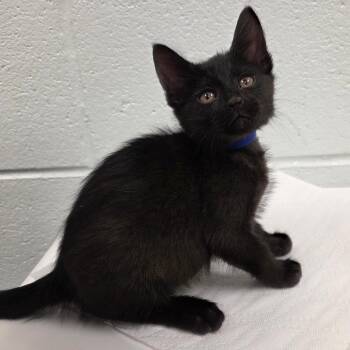 Jacaerys -  Domestic Short Hair Cat for Adoption in Chattanooga, Tennessee - Jacaerys | PetCurious