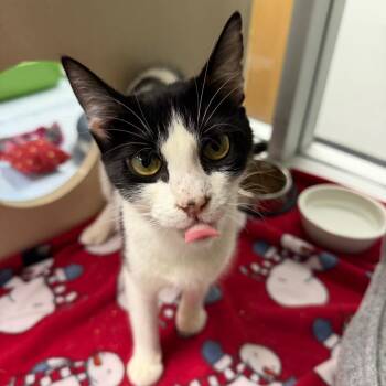 Elsa -  Domestic Short Hair Cat for Adoption in Dickinson, Texas - Elsa | PetCurious