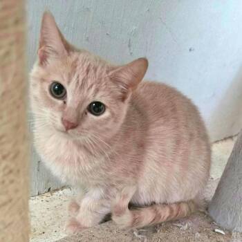 Clover -  Tabby and Domestic Short Hair Cat for Adoption in Harrisburg, Pennsylvania - Clover | PetCurious