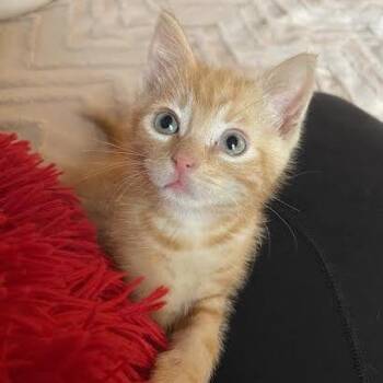 Ronnie -  Domestic Short Hair Cat for Adoption in Belleville, Illinois - Ronnie | PetCurious