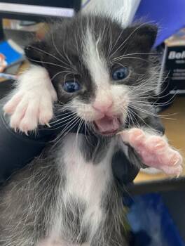 TANK -  Domestic Short Hair Cat for Adoption in Dallas, Texas - TANK | PetCurious