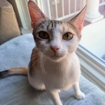 Soda -  Domestic Short Hair Cat for Adoption in Fort Worth, Texas - Soda | PetCurious