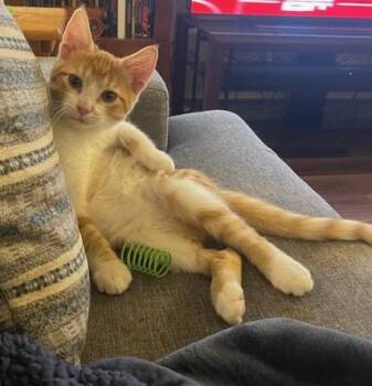 American Shorthair Cats Available for Adoption in Schertz, Texas - Chapulin (SH) | PetCurious