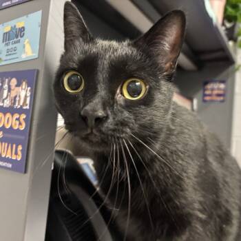 Rescue Domestic Short Hair Cats for Adoption in Fairport, New York - Lois (goes By Tiny) | PetCurious