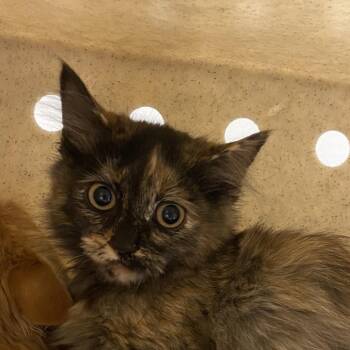 LA -  Domestic Medium Hair Cat for Adoption in Reno, Nevada - LA | PetCurious