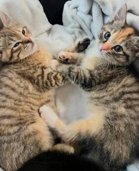 Domestic Short Hair Cats Available for Adoption in Cromwell, Kentucky - Baby Spice | PetCurious
