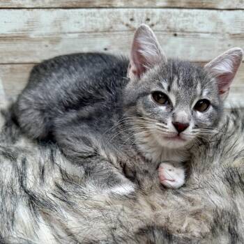 Buffy -  Domestic Short Hair Cat for Adoption in Lexington, Kentucky - Buffy | PetCurious