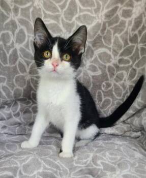 7156 (Fig) -  Domestic Short Hair Cat for Adoption in Lake City, Michigan - 7156 (Fig) | PetCurious