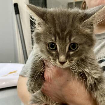Hamlet -  Domestic Short Hair Cat for Adoption in Fairmont, West Virginia - Hamlet | PetCurious