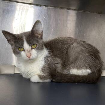 Penelope -  Domestic Short Hair Cat for Adoption in Roanoke, Virginia - Penelope | PetCurious