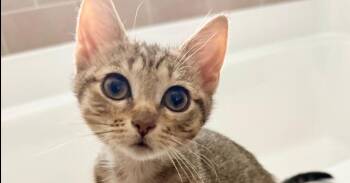 Kedi -  Tabby Cat for Adoption in Virginia Beach, Virginia - Kedi | PetCurious