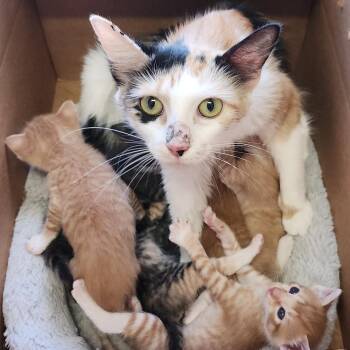 Molly -  Domestic Short Hair Cat for Adoption in Clearwater, Florida - Molly | PetCurious