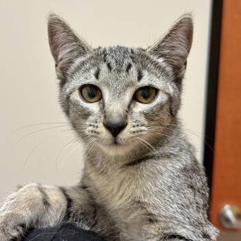 Aster -  Domestic Short Hair Cat for Adoption in Sonora, California - Aster | PetCurious