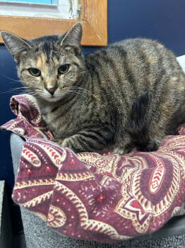 Rescue Calico Cats for Adoption in Hopewell, Virginia - Sweet Pea | PetCurious