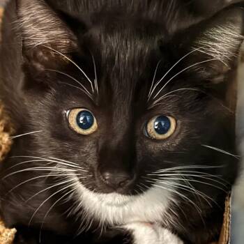 Jelly -  Domestic Short Hair Cat for Adoption in Troy, Virginia - Jelly | PetCurious