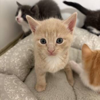 Domestic Short Hair and Tabby Cats Available for Adoption in Rochester Hills, Michigan - Jill | PetCurious