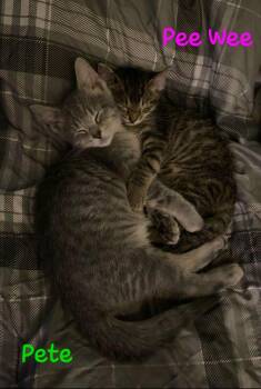 Pee Wee -  Domestic Short Hair Cat for Adoption in Lorain, Ohio - Pee Wee | PetCurious