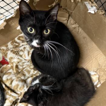 Raven -  Domestic Short Hair Cat for Adoption in Oconto, Wisconsin - Raven | PetCurious