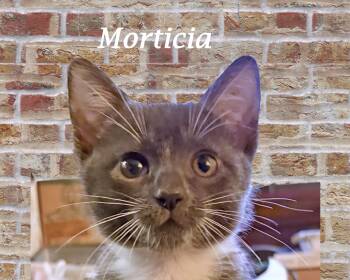 Rescue Domestic Short Hair Cats for Adoption in Monrovia, California - MORTICIA | PetCurious